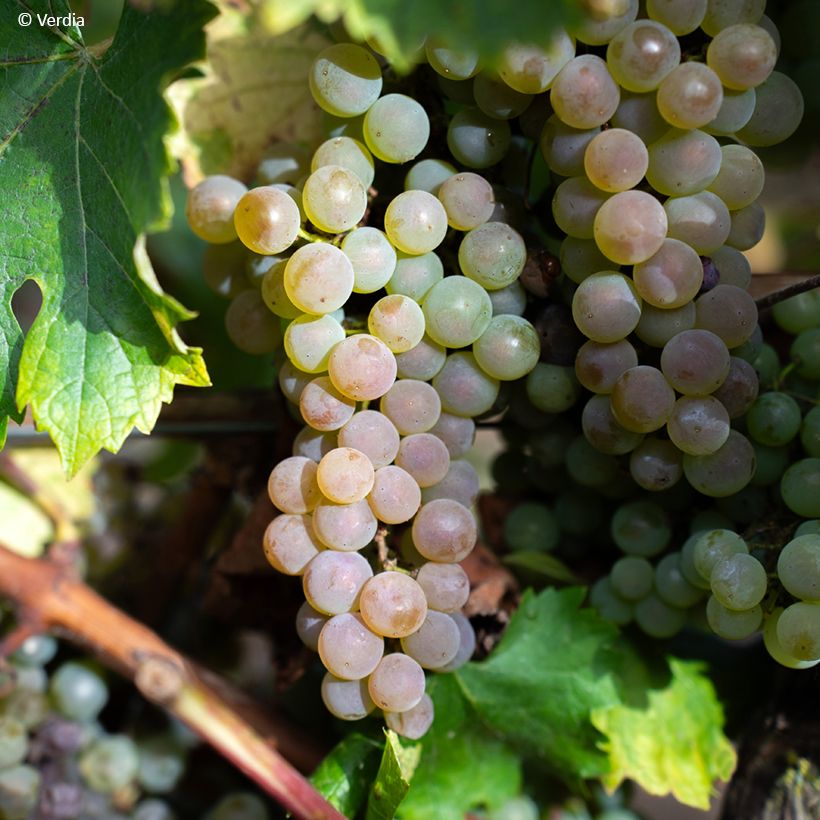 Druif Nathy-Sauvignac Vign'Happy Fruitality (Oogst)