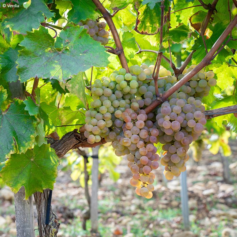 Druif Nathy-Sauvignac Vign'Happy Fruitality (Groeiplaats)