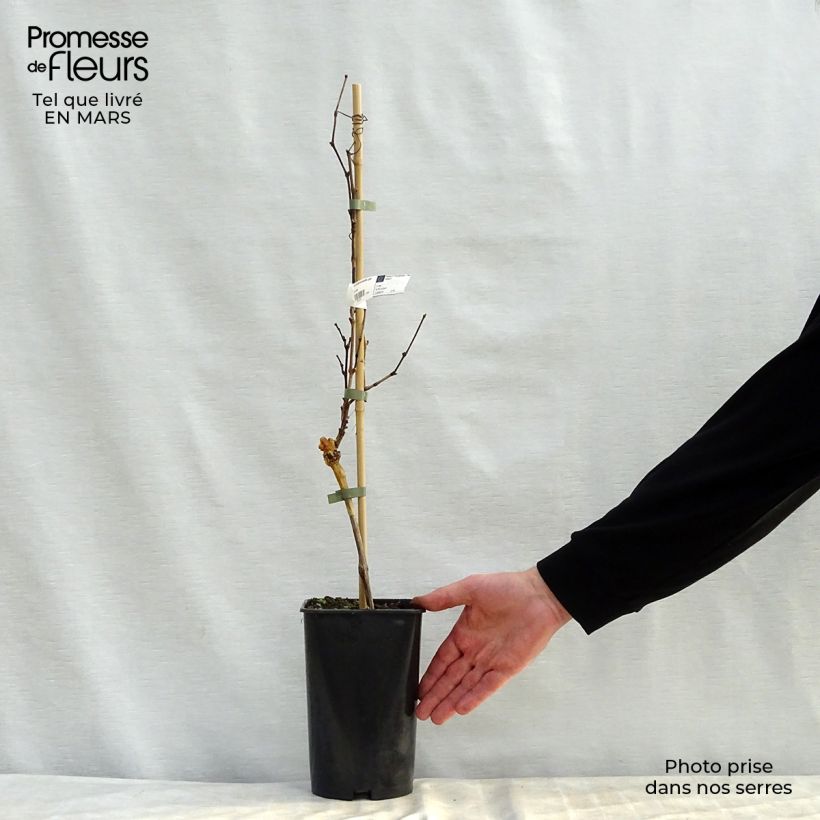 Example of Druif Vroege zwarte van Marseille Pot van 2 l/3 l as you get in printemps