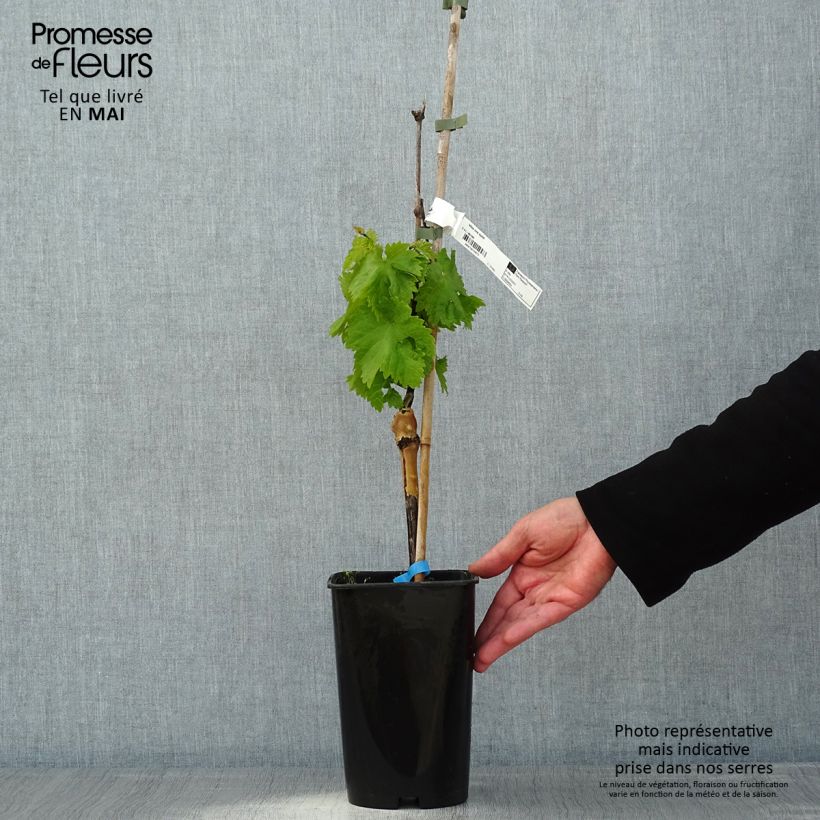 Exemplaar van Druif Ora Pot van 2 l/3 l zoals geleverd in de lente