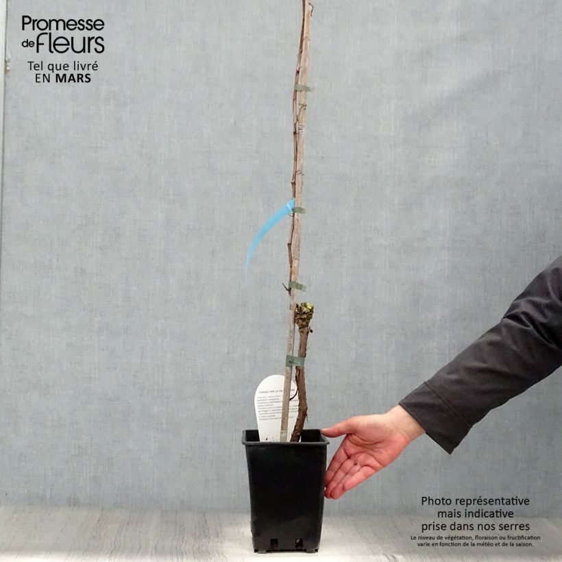 Exemplaar van Vitis Perle de Csaba - Wijnstok Pot van 1,5 l/2 l zoals geleverd in de lente