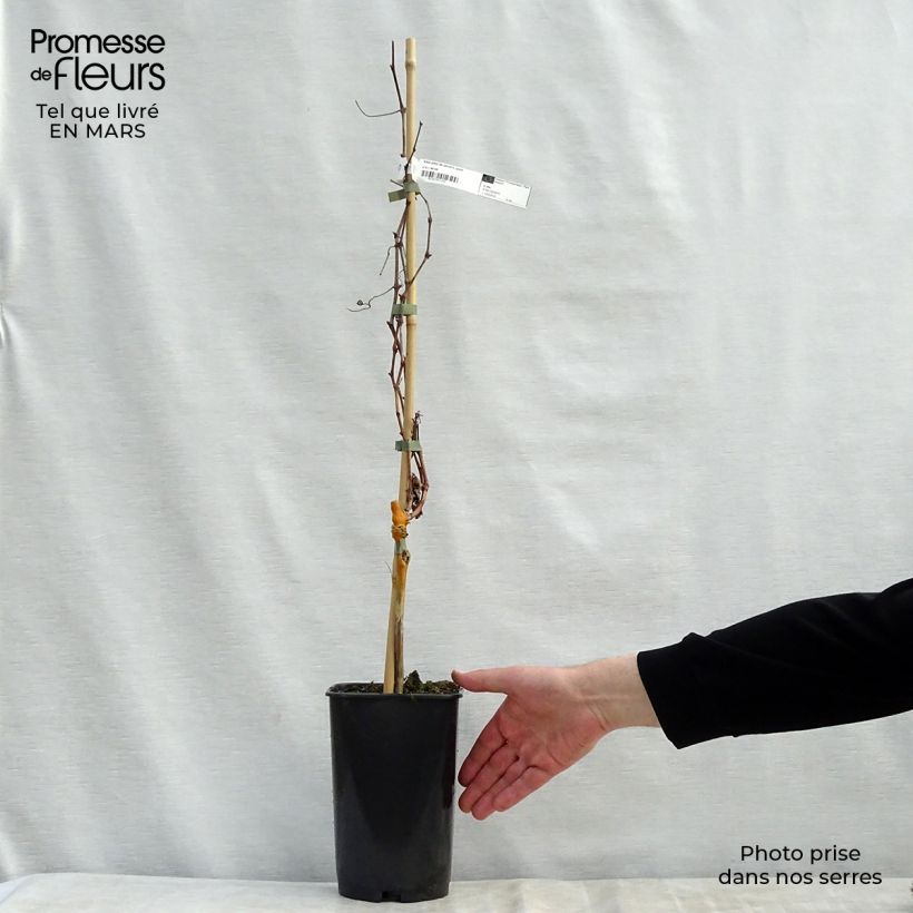 Exemplaar van Wijnstok Patrijsvoet Pot van 2 l/3 l zoals geleverd in de lente