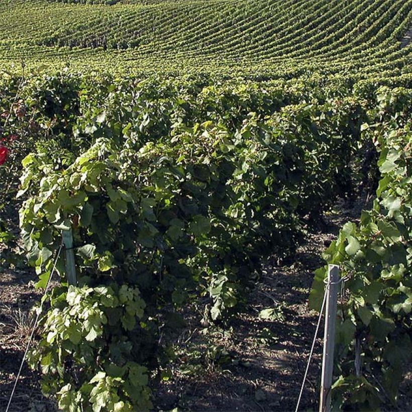 Druif Pinot Noir (Groeiplaats)