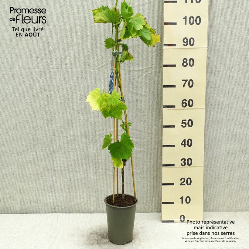 Exemplaar van Druif Regent Pot van 2 l/3 l zoals geleverd in de zomer