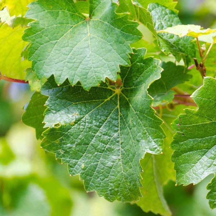 Wijnstok Riesling (Blad)