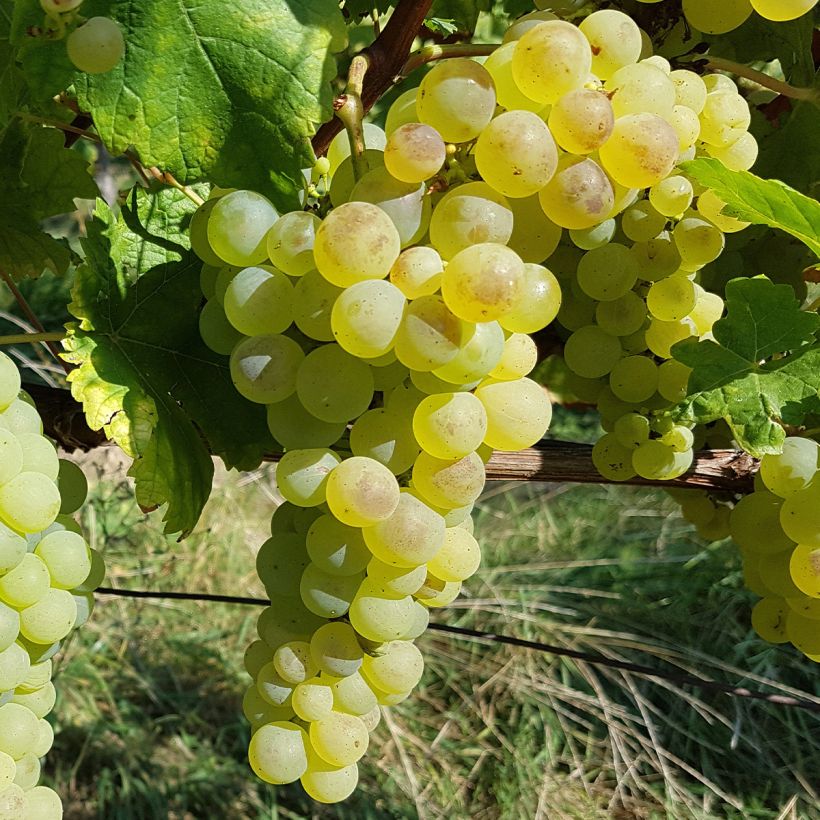 Druif Chasselas van Fontainebleau (Harvest)