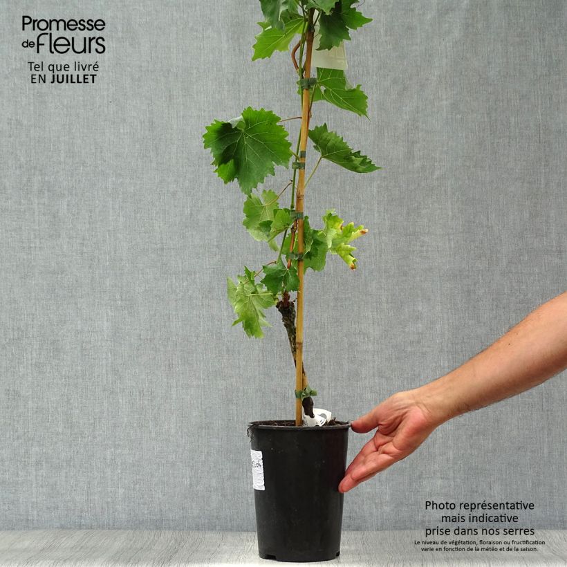 Exemplaar van Druif Muscat Bleu Pot van 2 l/3 l zoals geleverd in de zomer