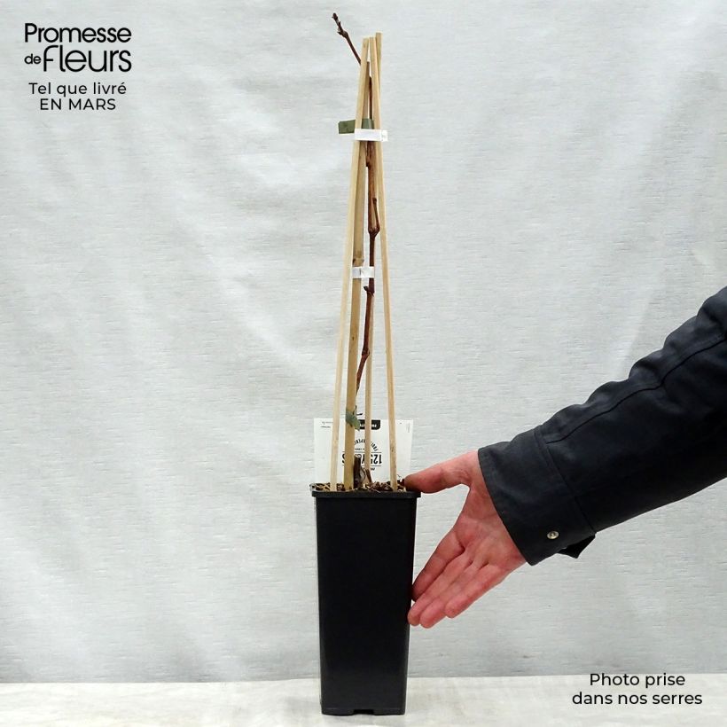 Exemplaar van Druif Vroege Van Der Laan Pot van 1,5 l/2 l zoals geleverd in de lente