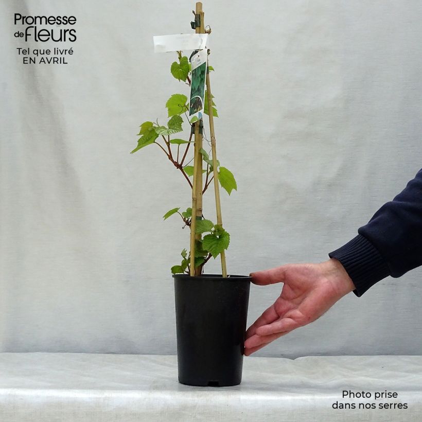 Exemplaar van Vitis coignetiae - Japanse wijnstok Pot van 2 l/3 l zoals geleverd in de lente