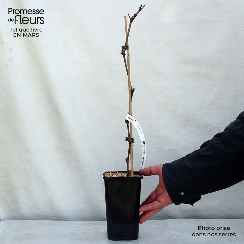 Exemplaar van Vitis Incana - Wijnstok Pot van 1,5 l/2 l zoals geleverd in de lente