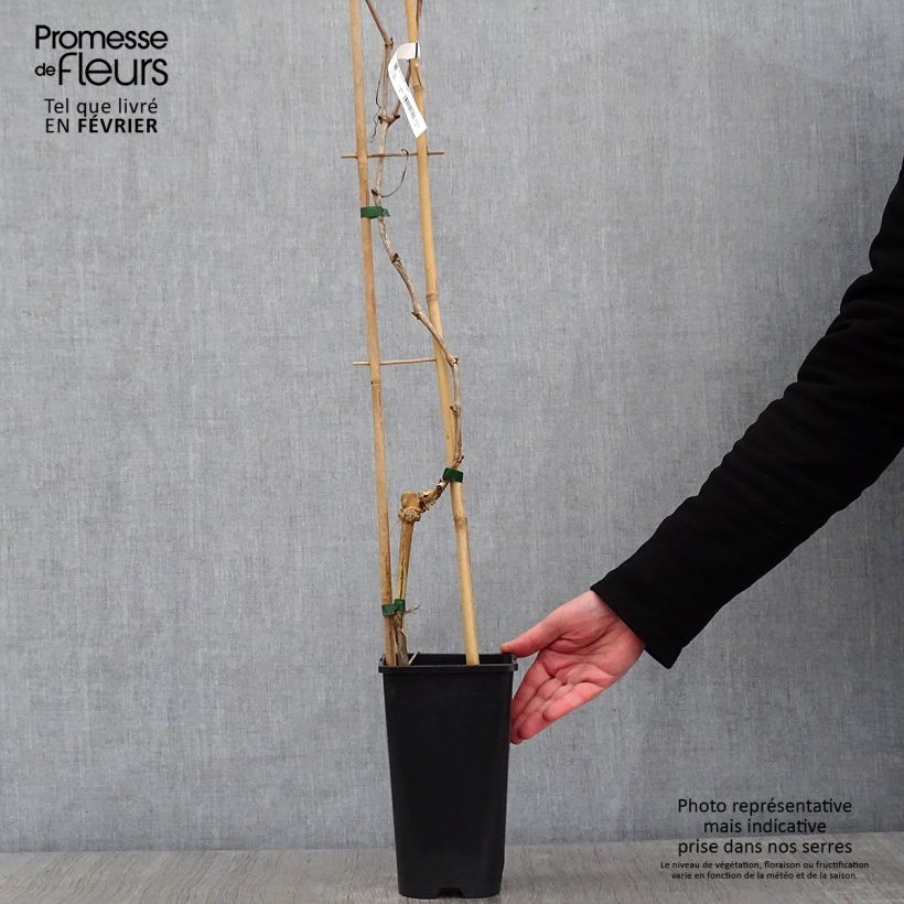 Exemplaar van Druif Crimson Seedless Pot van 3 l/4 l zoals geleverd in de winter