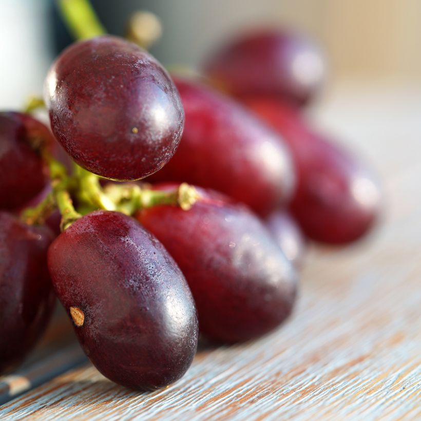 Druif Crimson Seedless (Oogst)