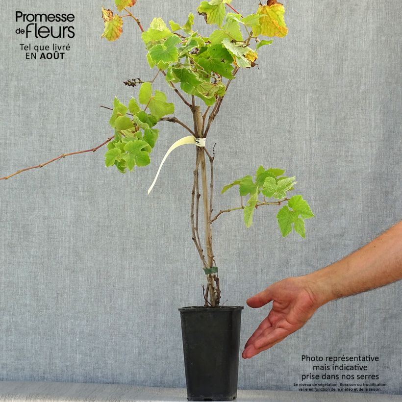 Exemplaar van Vitis Incana - Wijnstok Pot van 1,5 l/2 l zoals geleverd in de zomer