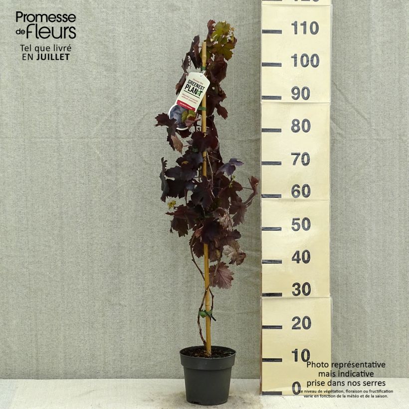 Exemplaar van Vitis Purpurea - Wijnstok Pot van 2 l/3 l zoals geleverd in de zomer