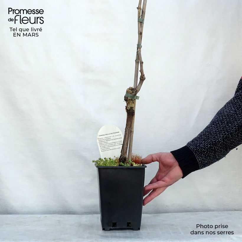 Exemplaar van Vitis Apirena Bianca - Pitloze druif Pot van 3 l/4 l zoals geleverd in de lente