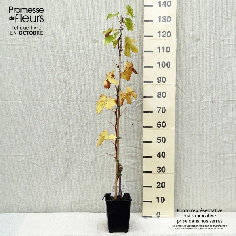Exemplaar van Vitis Apirena Rossa - Pitloze druif Pot van 3 l/4 l zoals geleverd in de herfst