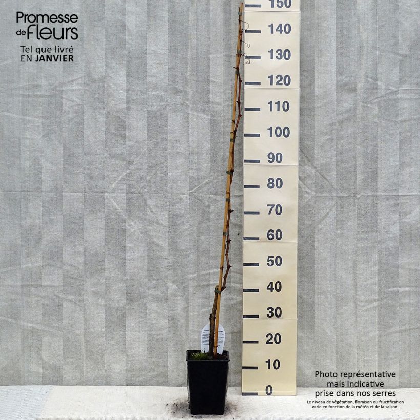 Exemplaar van Vitis Sultanina Bianca - Pitloze druif Pot van 1,5 l/2 l zoals geleverd in de winter