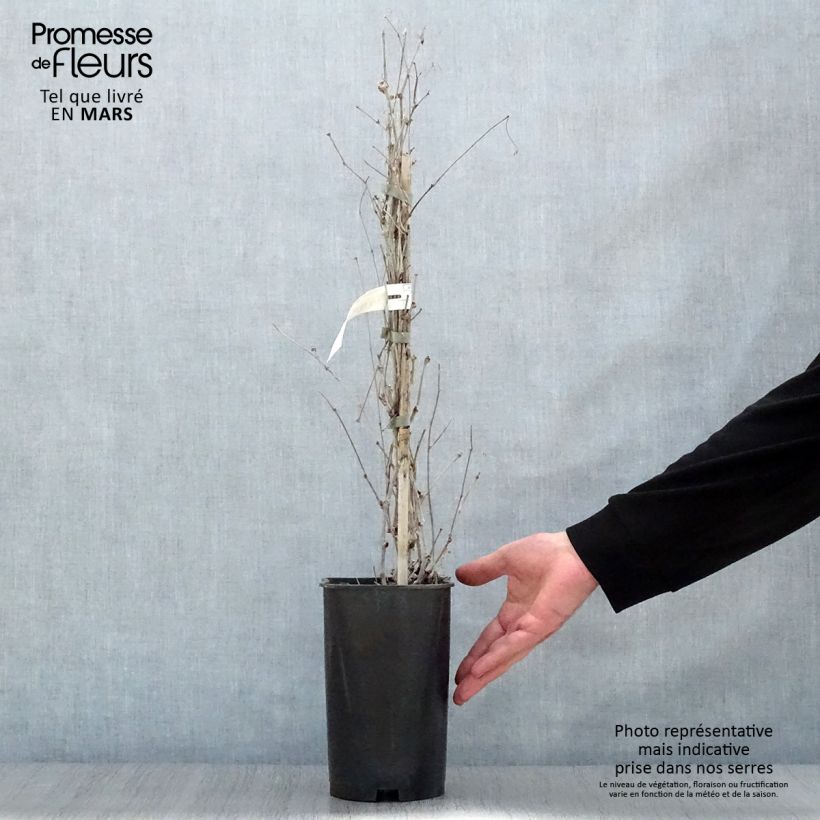 Exemplaar van Ampelopsis brevipedunculata Elegans - Wingerd Pot van 3 l/4 l zoals geleverd in de lente