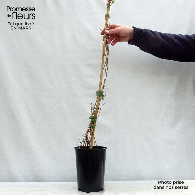 Exemplaar van Parthenocissus quinquefolia Engelmannii - Wilde wingerd Pot van 2 l/3 l zoals geleverd in de lente