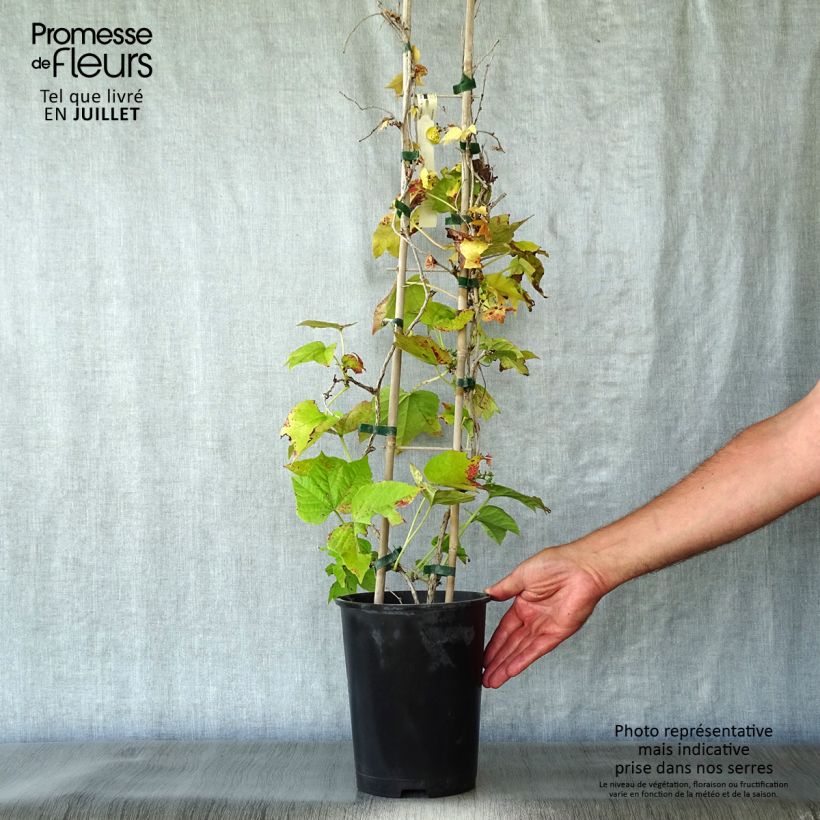 Exemplaar van Parthenocissus tricuspidata Fenway Park - Wilde wingerd Pot van 4 l/5 l zoals geleverd in de zomer