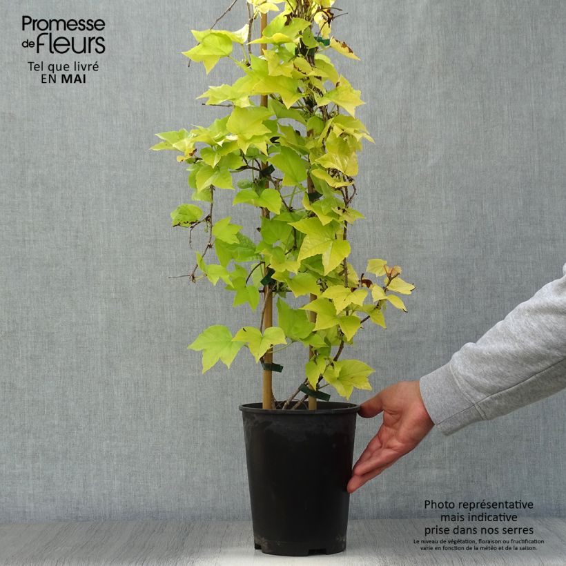 Exemplaar van Parthenocissus tricuspidata Fenway Park - Wilde wingerd Pot van 4 l/5 l zoals geleverd in de lente