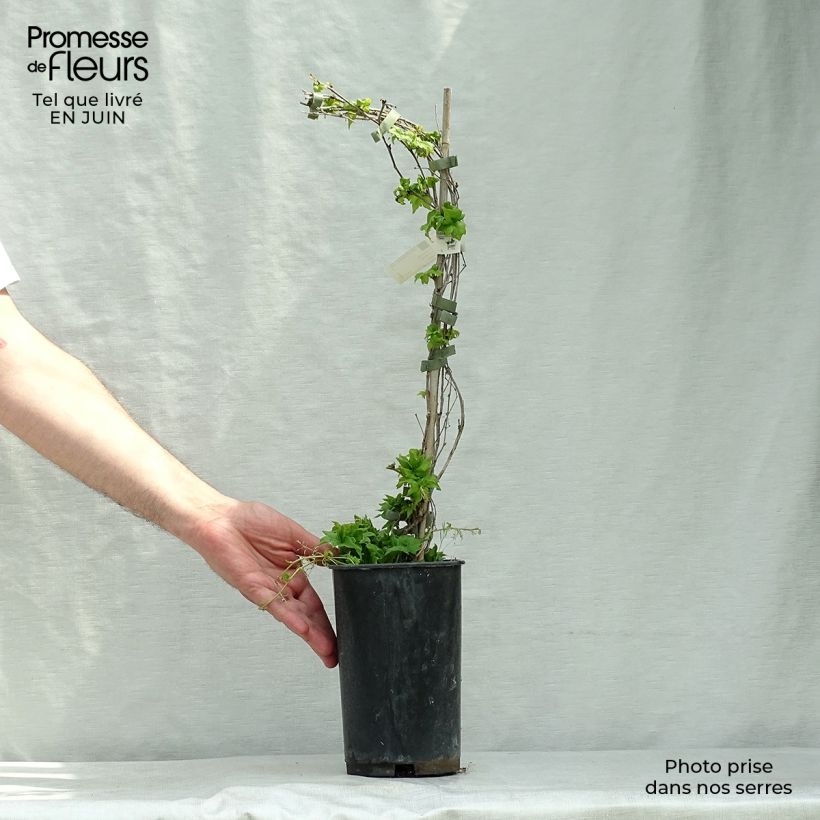 Exemplaar van Parthenocissus tricuspidata Lowii - Wilde wingerd Pot van 2 l/3 l zoals geleverd in de zomer