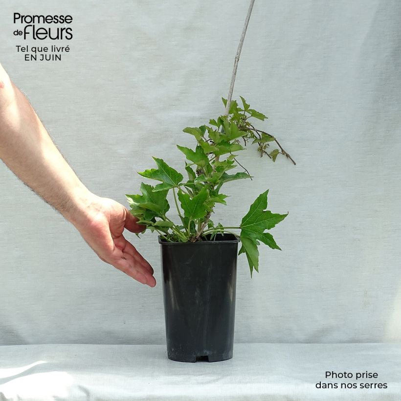 Exemplaar van Parthenocissus tricuspidata Minutifolia - Wilde wingerd Pot van 2 l/3 l zoals geleverd in de zomer
