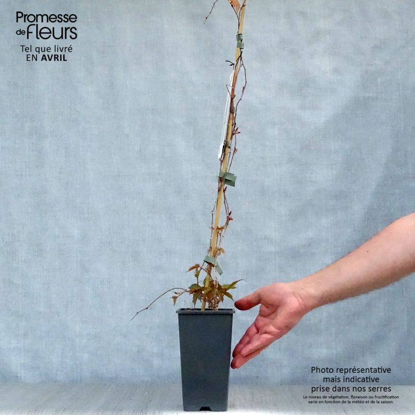 Exemplaar van Parthenocissus tricuspidata Veitchii - Wilde wingerd Pot van 2 l/3 l zoals geleverd in de lente