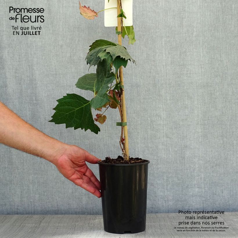 Exemplaar van Parthenocissus tricuspidata Atropurpurea - Wilde wingerd Pot van 2 l/3 l zoals geleverd in de zomer