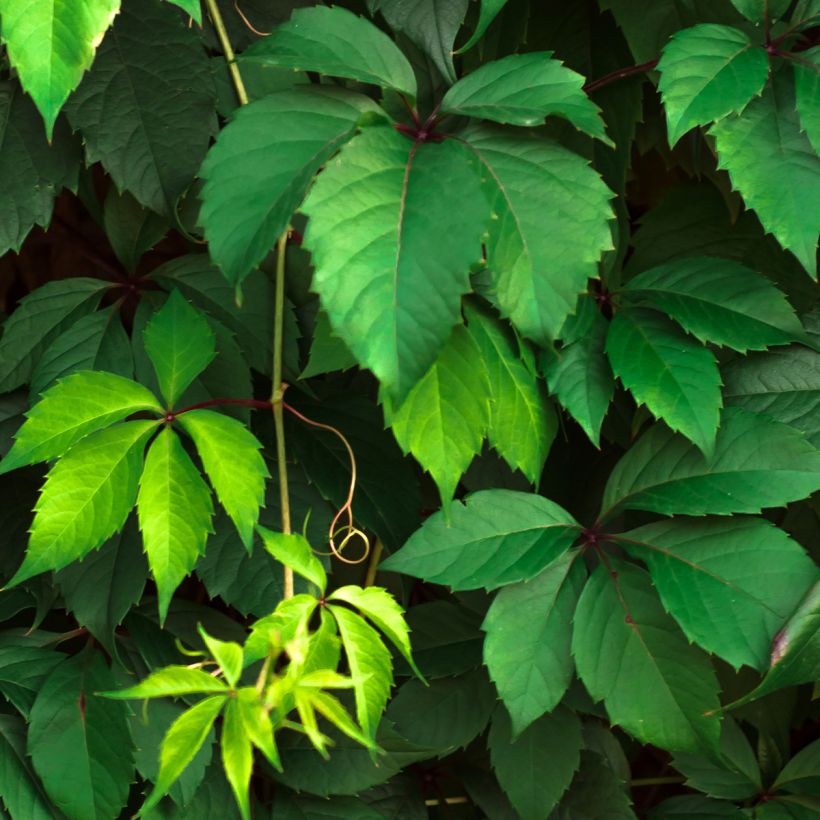 Parthenocissus viteacea - Valse wingerd (Blad)