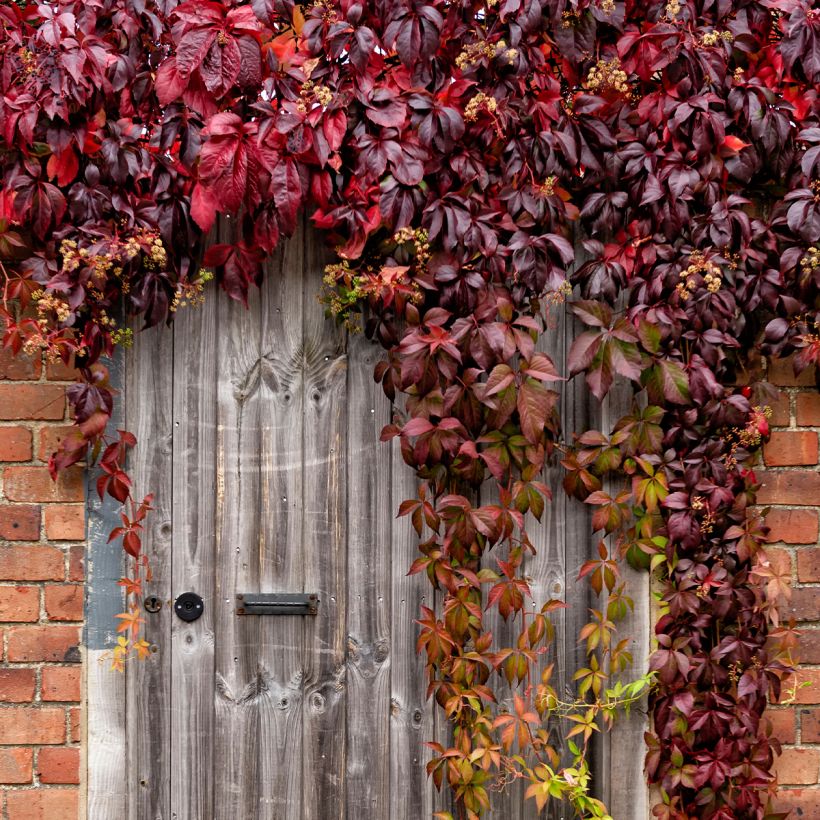 Parthenocissus viteacea - Valse wingerd (Groeiplaats)