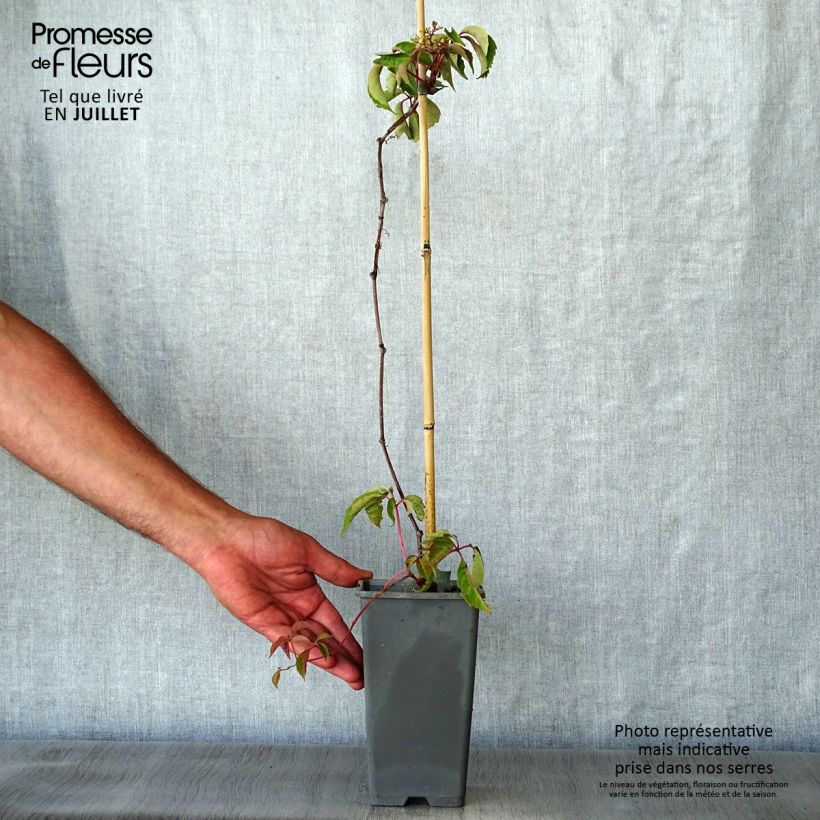 Exemplaar van Parthenocissus henryana - Chinese wilde wingerd Pot van 2 l/3 l zoals geleverd in de zomer