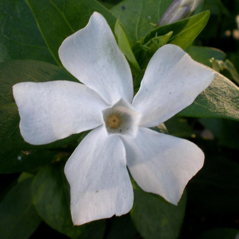 Vinca difformis - Maagdenpalm (Bloei)