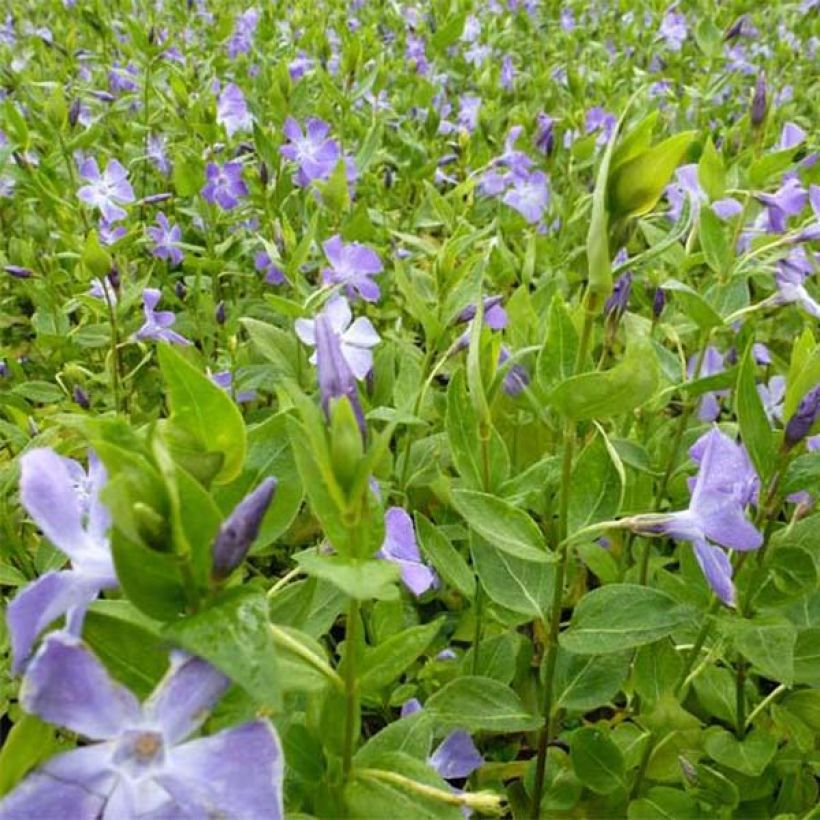 Vinca major - Grote maagdenpalm (Bloei)