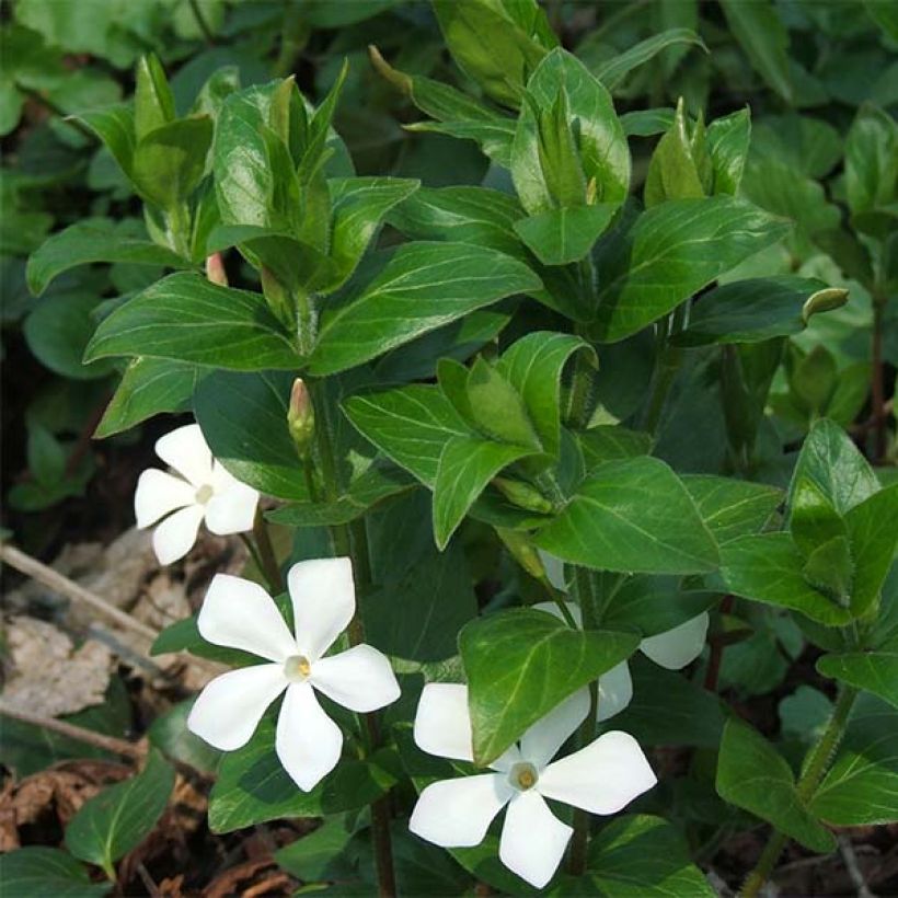 Vinca major Alba - Grote maagdenpalm (Bloei)