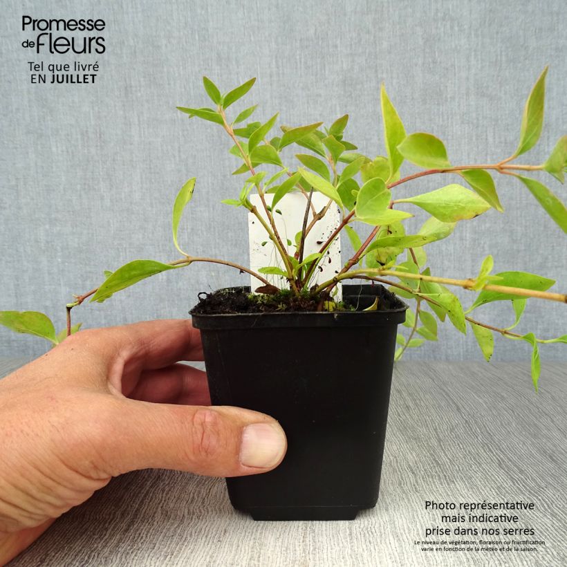 Exemplaar van Vinca major Alba - Grote maagdenpalm Kweekpotje van 8/9 cm zoals geleverd in de zomer