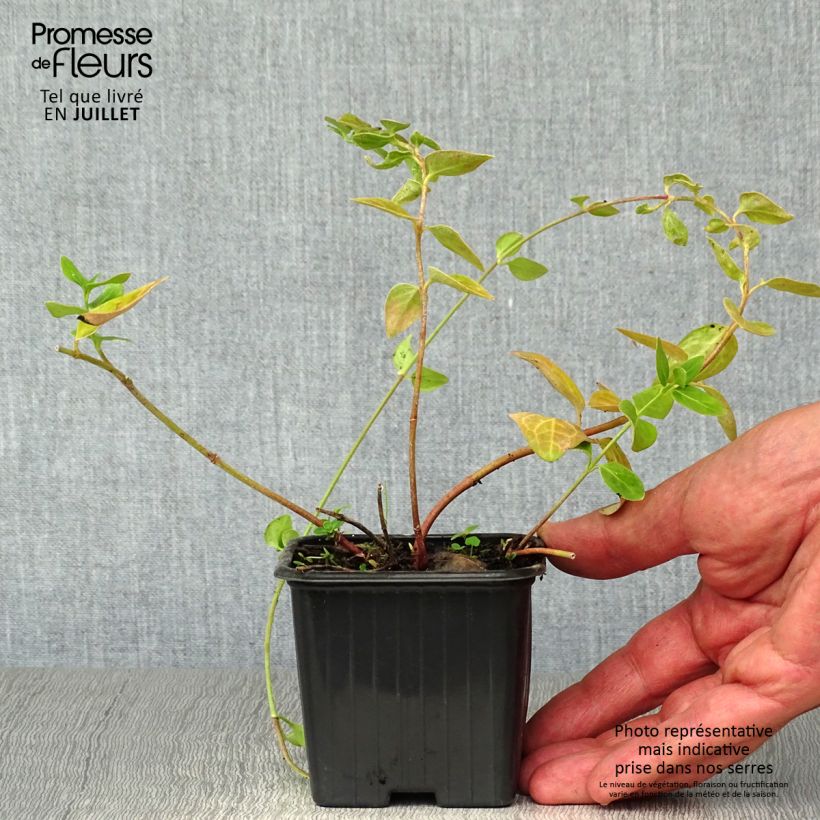 Exemplaar van Vinca major - Grote maagdenpalm Kweekpotje van 7/8 cm zoals geleverd in de zomer