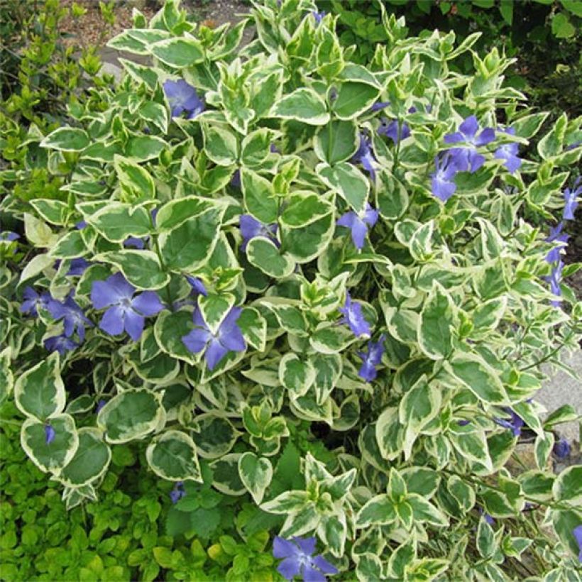 Vinca major Variegata - Grote maagdenpalm (Groeiplaats)