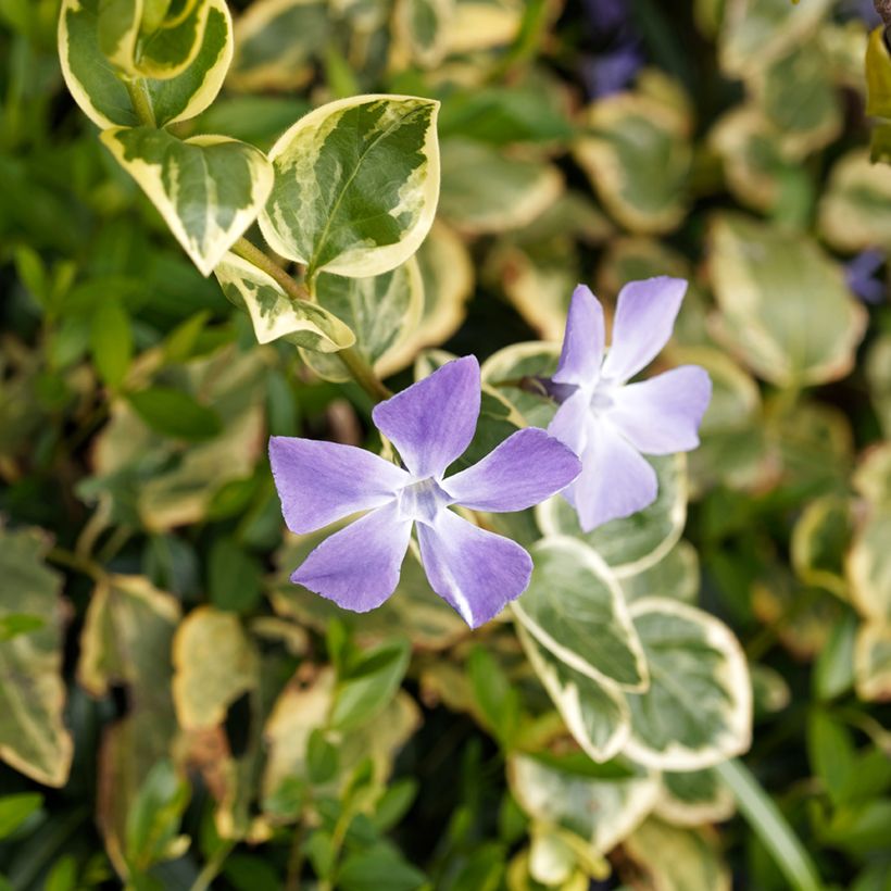 Vinca major Variegata - Grote maagdenpalm (Bloei)