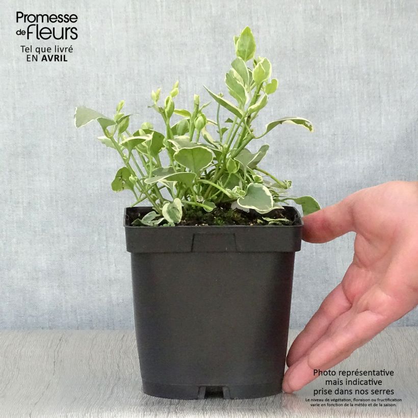 Exemplaar van Vinca major Variegata - Grote maagdenpalm Pot van 2 l/3 l zoals geleverd in de lente