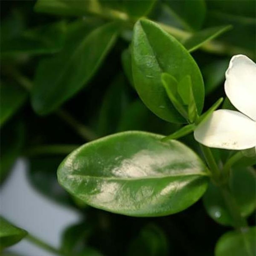 Vinca minor Alba - Kleine maagdenpalm (Foliage)
