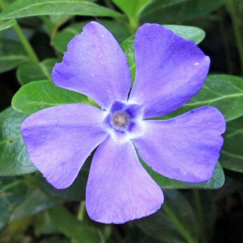 Vinca minor Anna - Kleine maagdenpalm (Bloei)