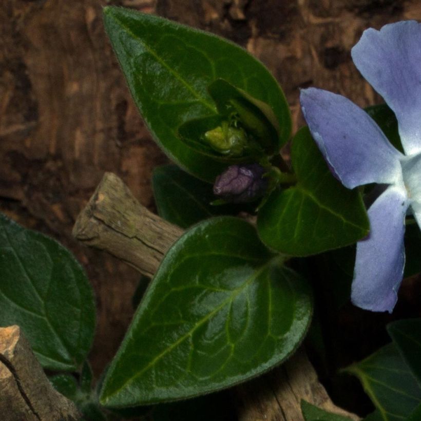 Vinca minor Anna - Kleine maagdenpalm (Blad)