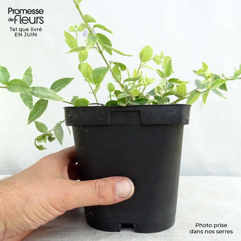 Exemplaar van Vinca minor Argenteovariegata - Kleine maagdenpalm Pot van 2 l/3 l zoals geleverd in de zomer