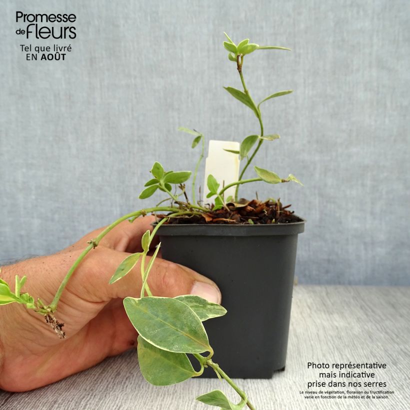 Exemplaar van Vinca minor Argenteovariegata - Kleine maagdenpalm Kweekpotje van 8/9 cm zoals geleverd in de zomer