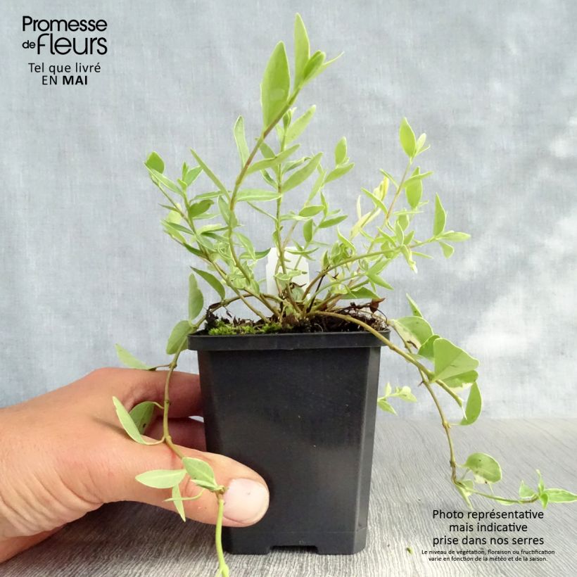 Exemplaar van Vinca minor Argenteovariegata - Kleine maagdenpalm Kweekpotje van 8/9 cm zoals geleverd in de lente