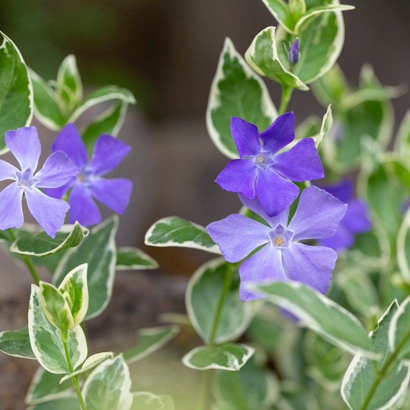 Vinca minor Argenteovariegata - Kleine maagdenpalm (Bloei)