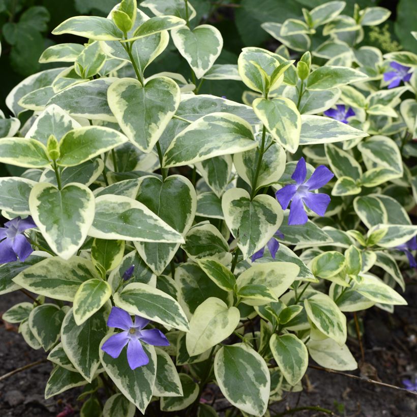 Vinca minor Argenteovariegata - Kleine maagdenpalm (Groeiplaats)