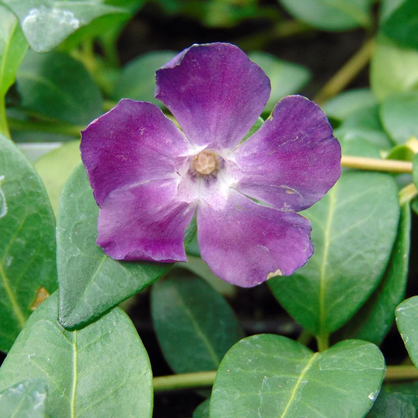 Vinca minor Atropurpurea - Kleine maagdenpalm (Bloei)