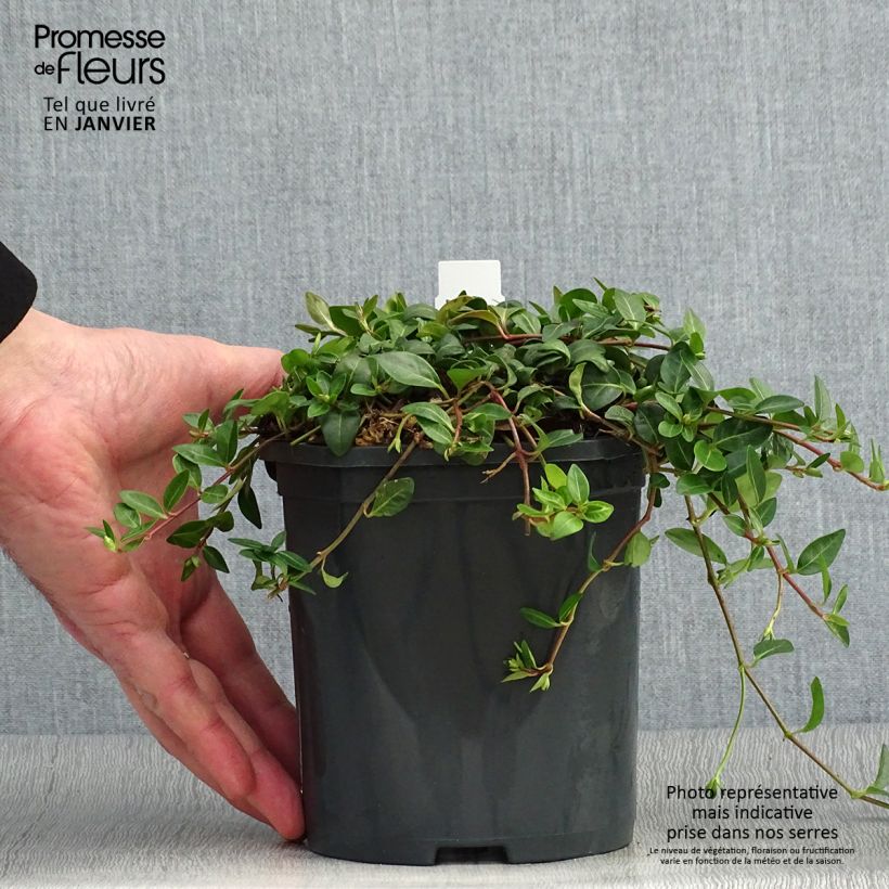 Exemplaar van Vinca minor Atropurpurea - Pervenche à petite fleurs   Pot de 2L/3L zoals geleverd in de winter